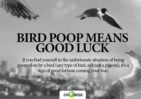 bird poop good luck meme